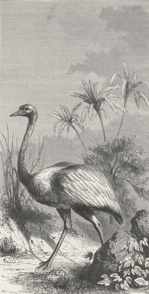 BIRDS. South America. American Ostrich 1880 old antique vintage print picture